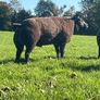 2 Super pb blue Texel hogget rams Image 10