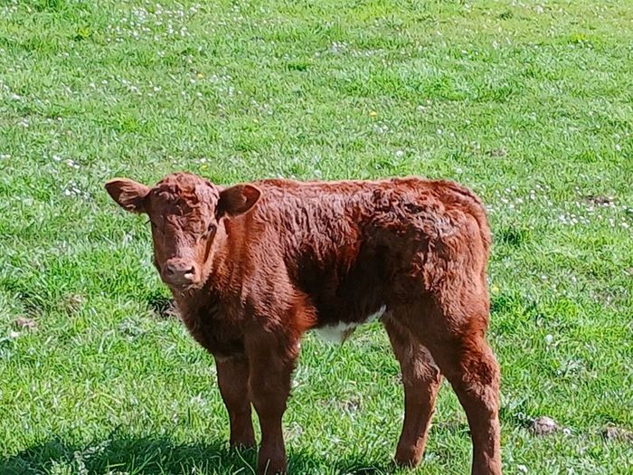 Cows and calfs