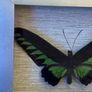 Real Preserved Trogonoptera Brookiana Butterfly Image 3