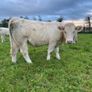 Quality CHX Heifers Mohill Mart Saturday 26th Sept Image 5