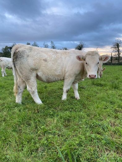 Quality CHX Heifers Mohill Mart Saturday 26th Sept