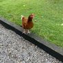 x4 laying hens Image 2