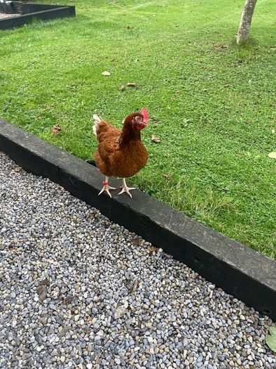 x4 laying hens