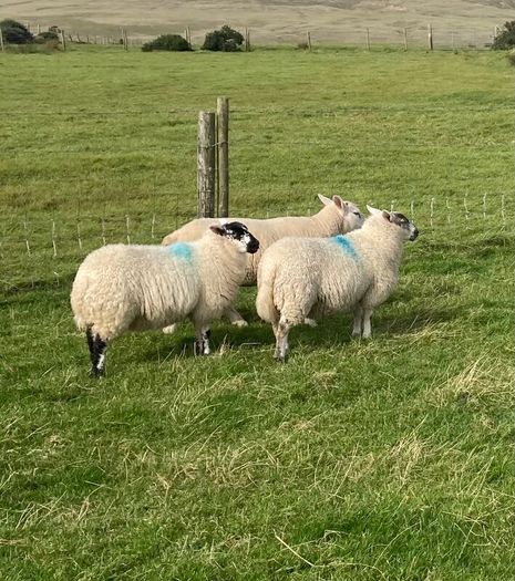 Hoggets and Lambs