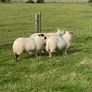 Hoggets and Lambs Image 8