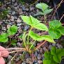 25 x strawberry plants Image 2