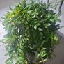 Aeschynanthus Hybrid Image 2