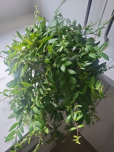 Aeschynanthus Hybrid