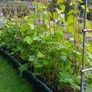 plants frame Image 6