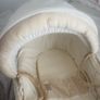 moses basket Image 2