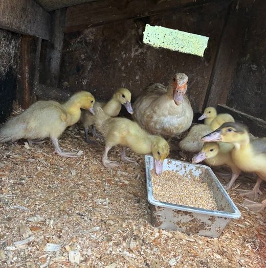 6 week old Muscovy ducklings