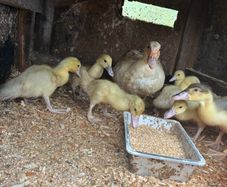 6 week old Muscovy ducklings