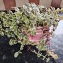 Crassula marginalis rubra variegata - House Plant Image 6