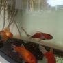 Fishing tank 600x300x400 Image 3