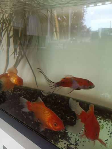 Fishing tank 600x300x400