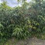 bamboo Image 3