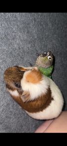 . Free Guinea Pig to a Good Home! (Carrigtwohill, Co. Cork)Due to moving, we are looking for a loving family for our wonderful and low-maintenance pet.About Teddy:Age: 1 year and 1 month old (young and healthy boy).Temperament: Very calm, quiet, and gentl