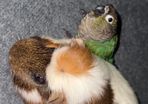 . Free Guinea Pig to a Good Home! (Carrigtwohill, Co. Cork)Due to moving, we are looking for a loving family for our wonderful and low-maintenance pet.About Teddy:Age: 1 year and 1 month old (young and healthy boy).Temperament: Very calm, quiet, and gentl