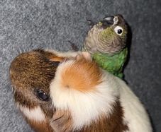 . Free Guinea Pig to a Good Home! (Carrigtwohill, Co. Cork)Due to moving, we are looking for a loving family for our wonderful and low-maintenance pet.About Teddy:Age: 1 year and 1 month old (young and healthy boy).Temperament: Very calm, quiet, and gentl