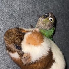 . Free Guinea Pig to a Good Home! (Carrigtwohill, Co. Cork)Due to moving, we are looking for a loving family for our wonderful and low-maintenance pet.About Teddy:Age: 1 year and 1 month old (young and healthy boy).Temperament: Very calm, quiet, and gentl
