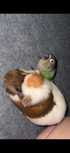 . Free Guinea Pig to a Good Home! (Carrigtwohill, Co. Cork)Due to moving, we are looking for a loving family for our wonderful and low-maintenance pet.About Teddy:Age: 1 year and 1 month old (young and healthy boy).Temperament: Very calm, quiet, and gentl