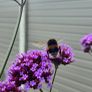 Plants - Purpletop Vervain Image 2