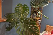 monstera plant