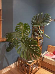 monstera plant