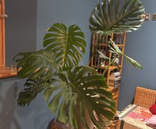 monstera plant