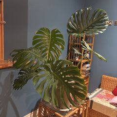 monstera plant