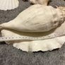 sea shells Image 5