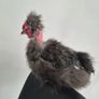 3 Purebred Silkie Cockerels Image 3