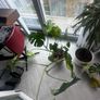 Large Monstera Deliciosa + Pot Image 3