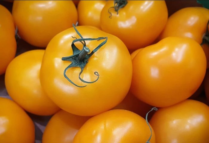 Orange Vine Tomatoes Seeds