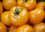 Orange Vine Tomatoes Seeds