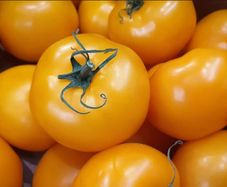 Orange Vine Tomatoes Seeds