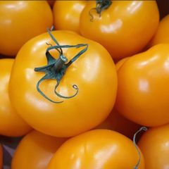 Orange Vine Tomatoes Seeds