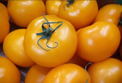 Orange Vine Tomatoes Seeds