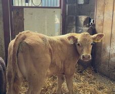 Super charlois bull runner