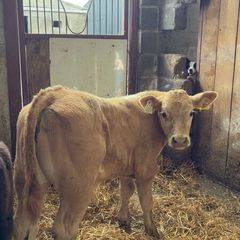 Super charlois bull runner