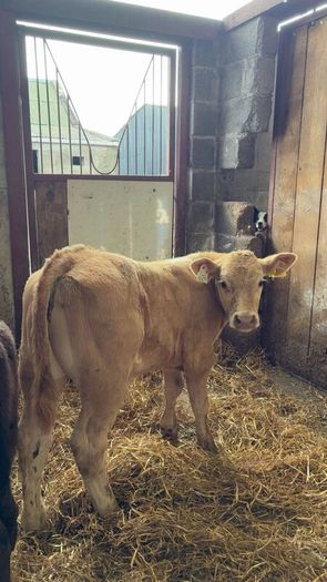 Super charlois bull runner
