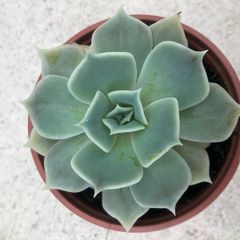 Succulents