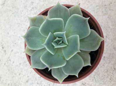 Succulents