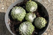 Succulent plant