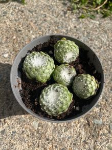 Succulent plant