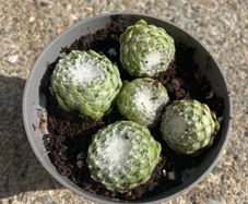 Succulent plant
