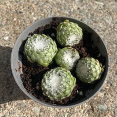 Succulent plant