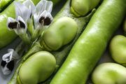 (B) Broad Bean Windsor seeds 15g (125210)