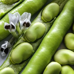 (B) Broad Bean Windsor seeds 15g (125210)