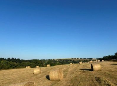 Quality Organic Hay